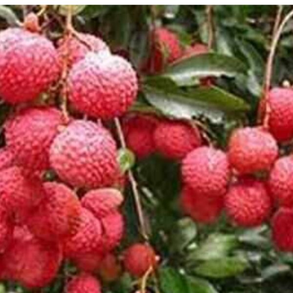 गर्मी में लीची खाने के जबरदस्त फायदे: दिमाग&hellip;