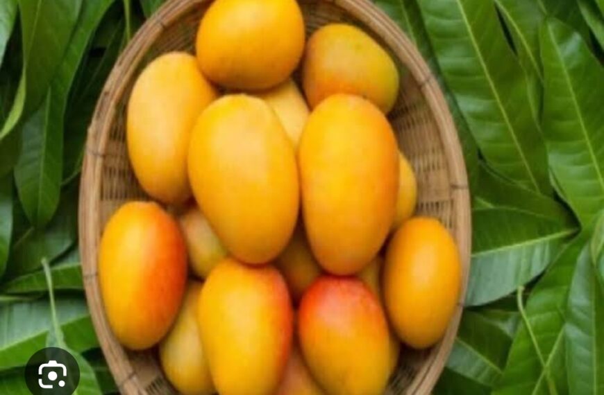 गर्मियों में आम खाने की ये 5 ग़लतियाँ आपकी सेहत को पहुंचा सकती हैं बड़ा नुकसान