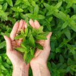 “खाली पेट तुलसी पानी पीने के 5 चमत्कारी फायदे – इम्युनिटी से लेकर स्किन तक होता है असर”