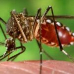 सावधान! मॉनसून में बढ़ रहा है चिकनगुनिया का खतरा, जानें लक्षण और बचाव के आसान तरीके